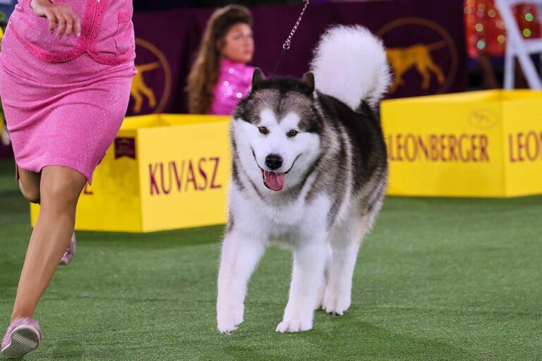 Akc Westminster Dog Show 2024 Audrey Nicholle