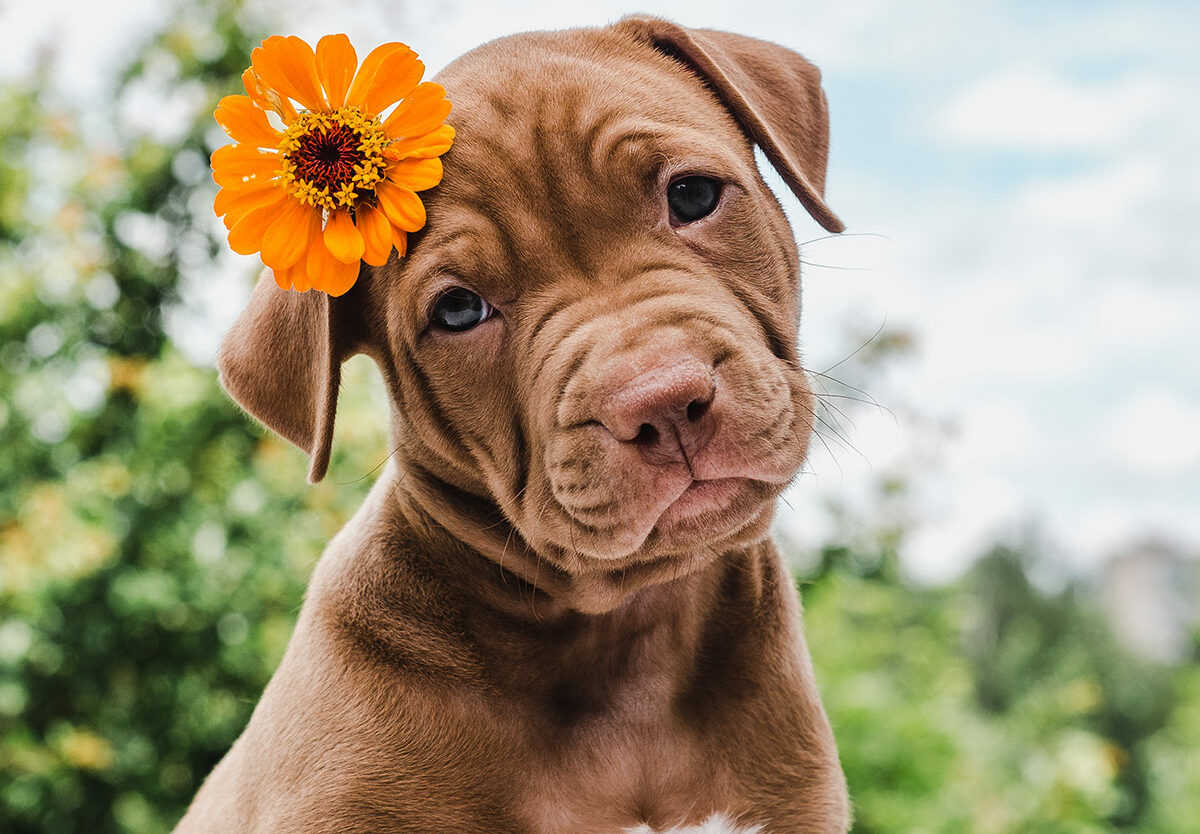 Which Dog Won the National Dog Show 2025 Unveiling the Top Pooch of