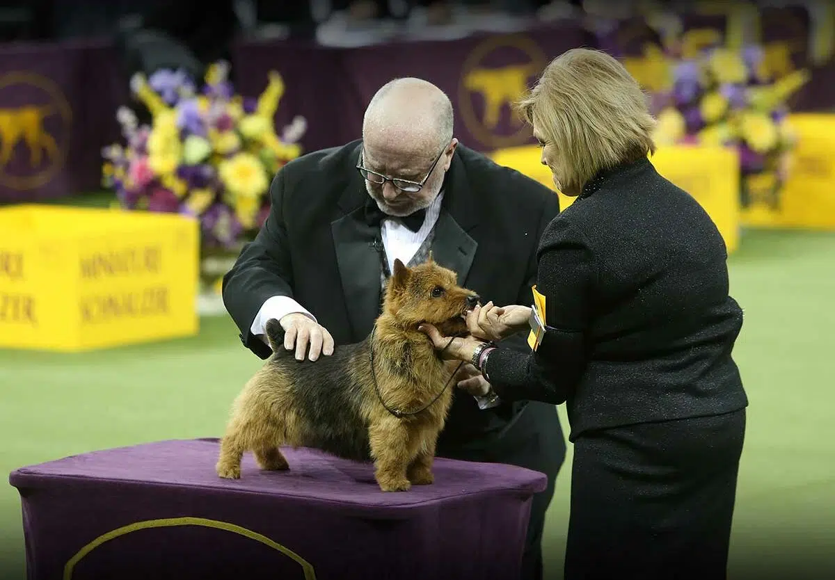 Where To Watch Westminster Dog Show In Canada at Mary Caron blog