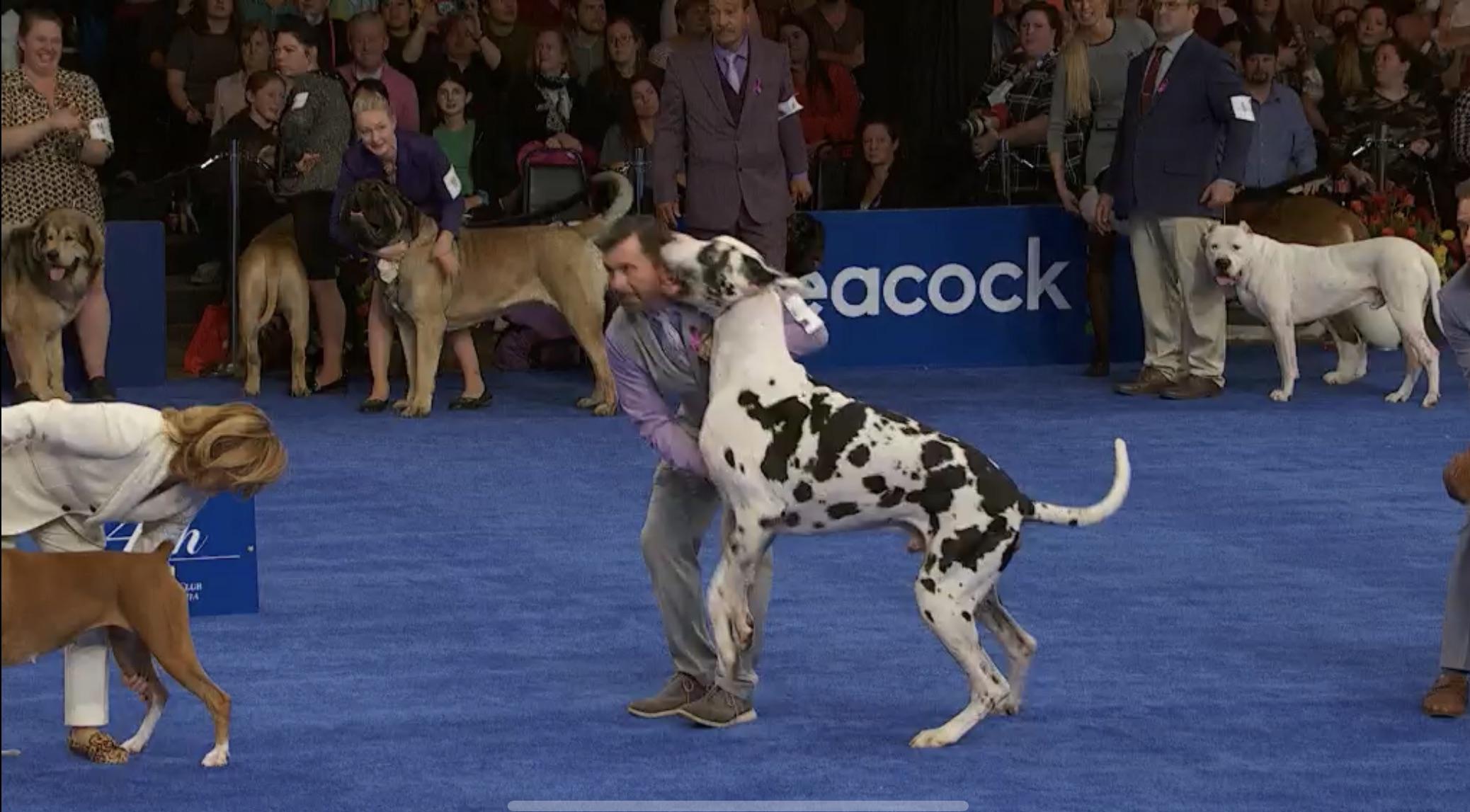 Unleashing Greatness Great Dane National Dog Show Highlights
