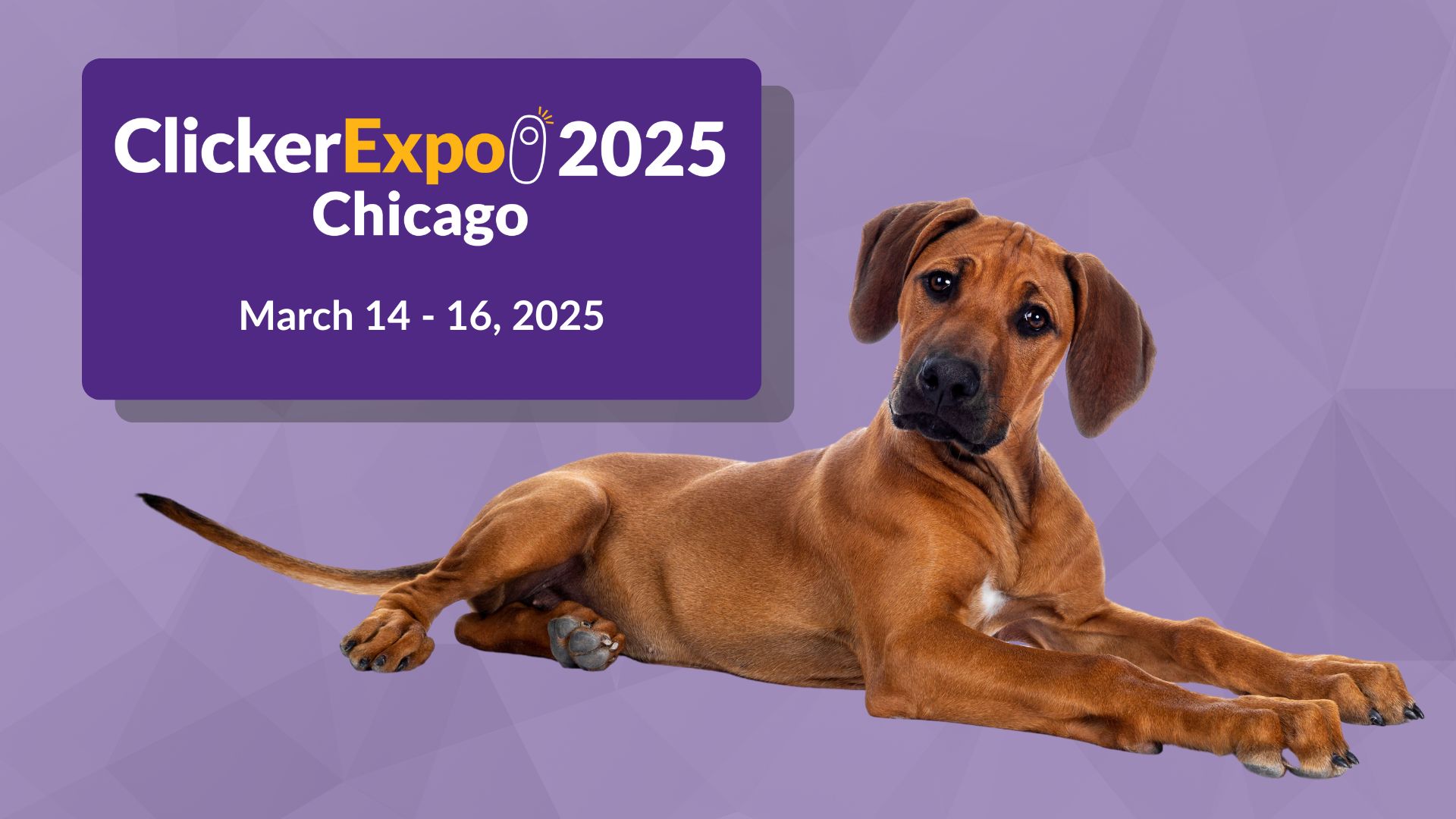 Get Ready to Watch Westminster Dog Show 2025 The Ultimate Canine