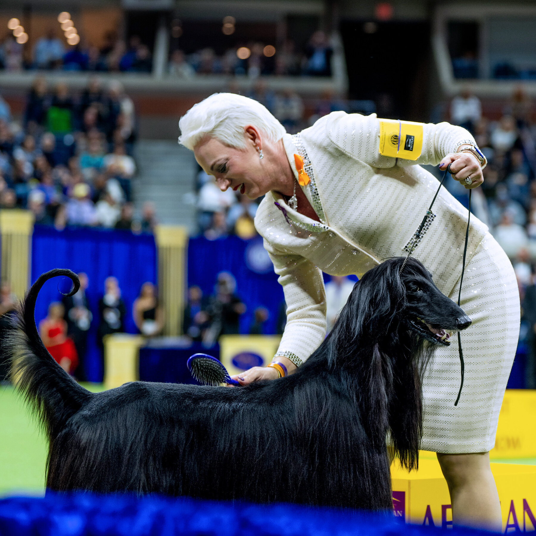 The Ultimate Guide to the Winner of the Westminster Dog Show 2025 Dog