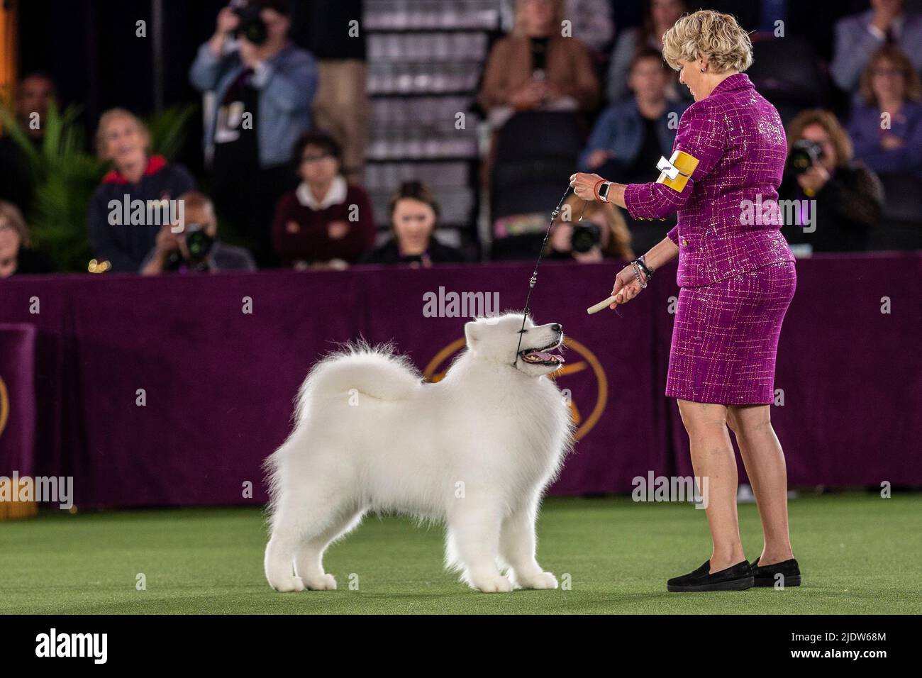 Unleashing Excellence Inside the Westminster Dog Show 2025 Working Group