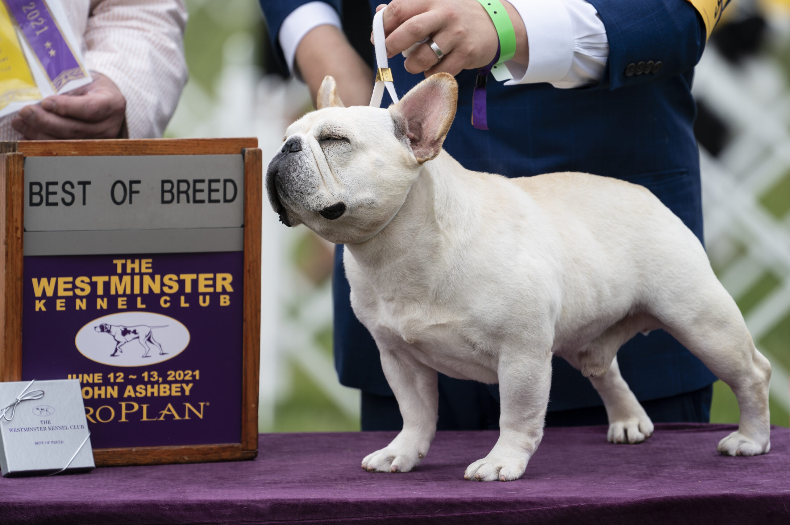 Spotlight on the Westminster Dog Show Finalists Meet the Top Canine