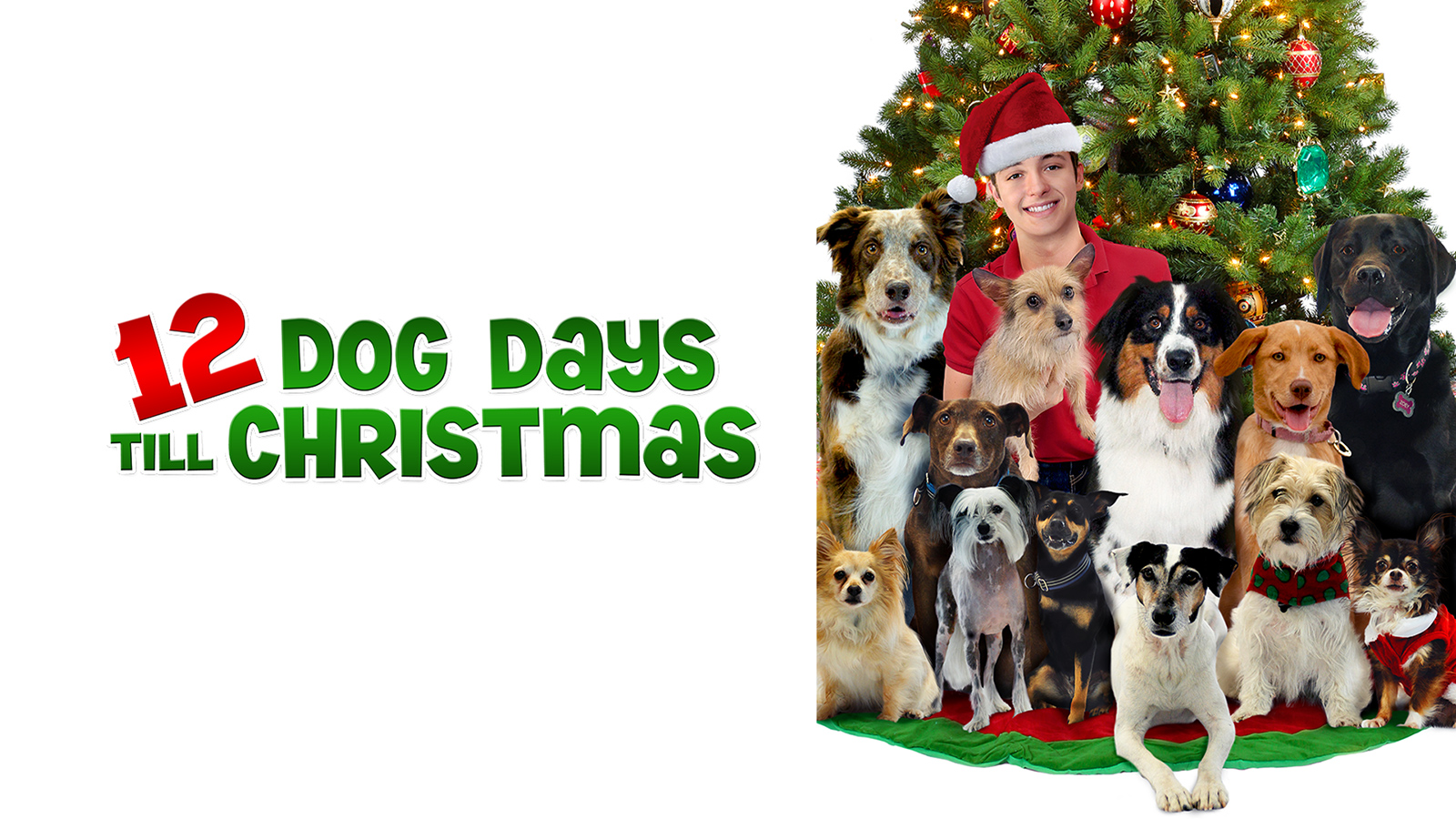 Unleashing Holiday Cheer The Ultimate Christmas Day Dog Show Guide