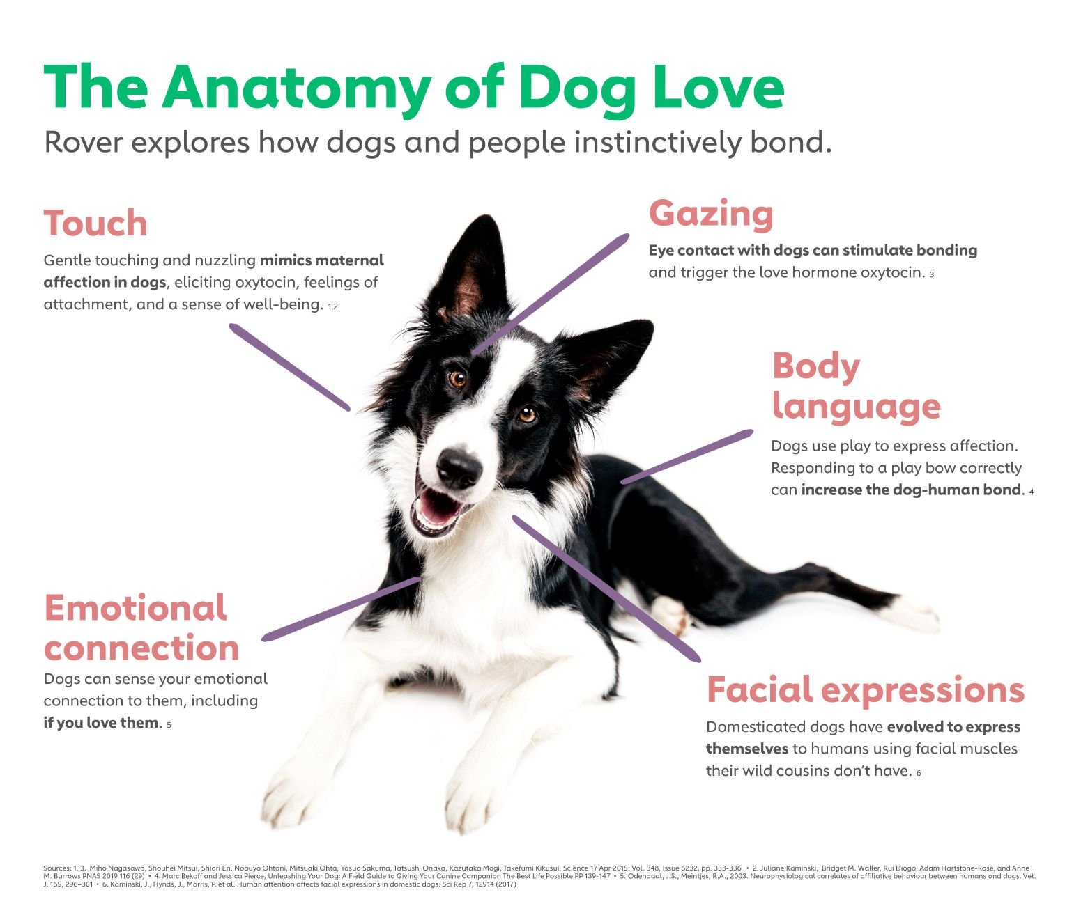 How to Show Your Dog You Love Them: 5 Heartwarming Gestures - Dog Show TV