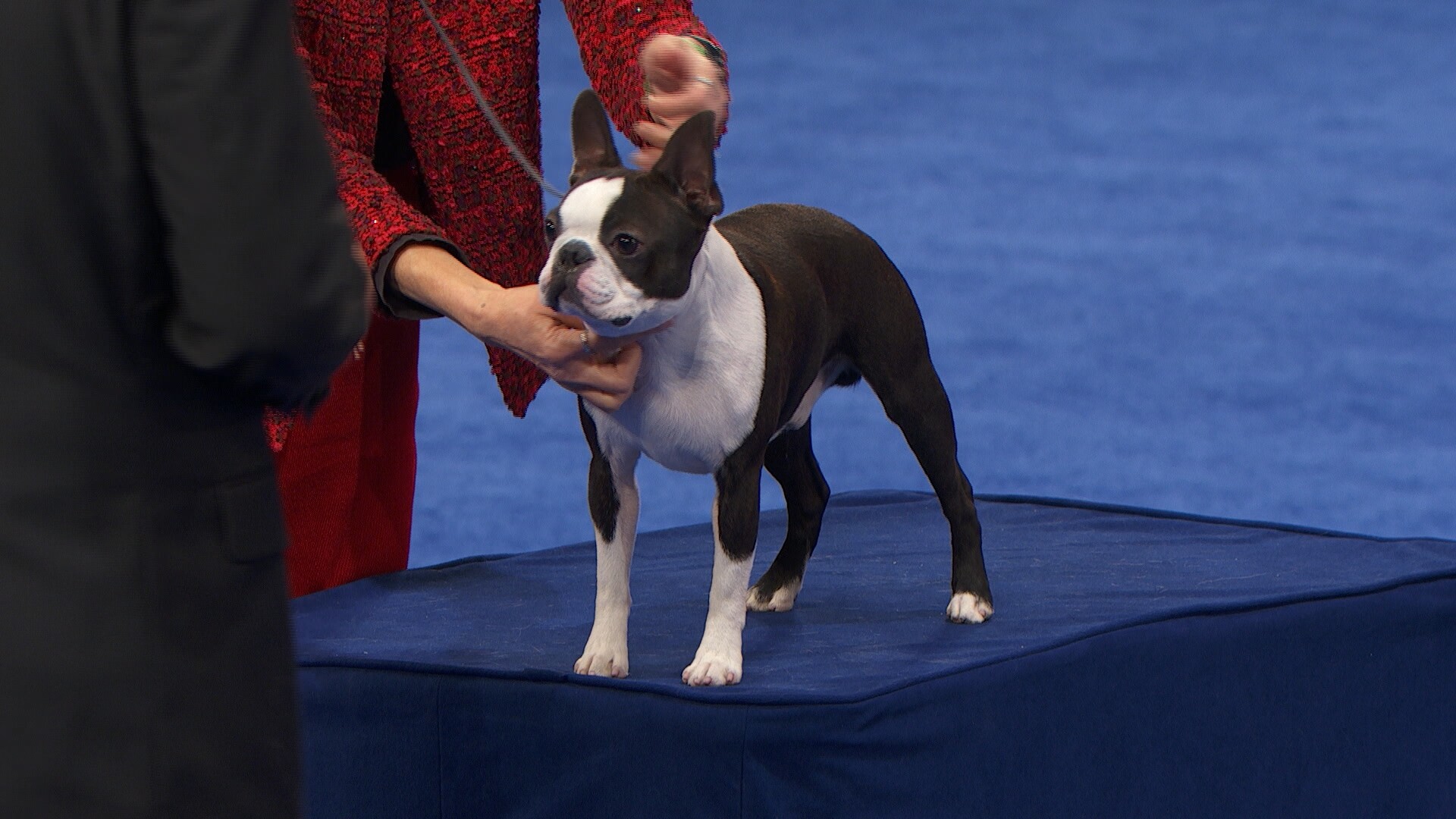 National Dog Show 2025 Boston Terriers Take Center Stage! Dog Show TV