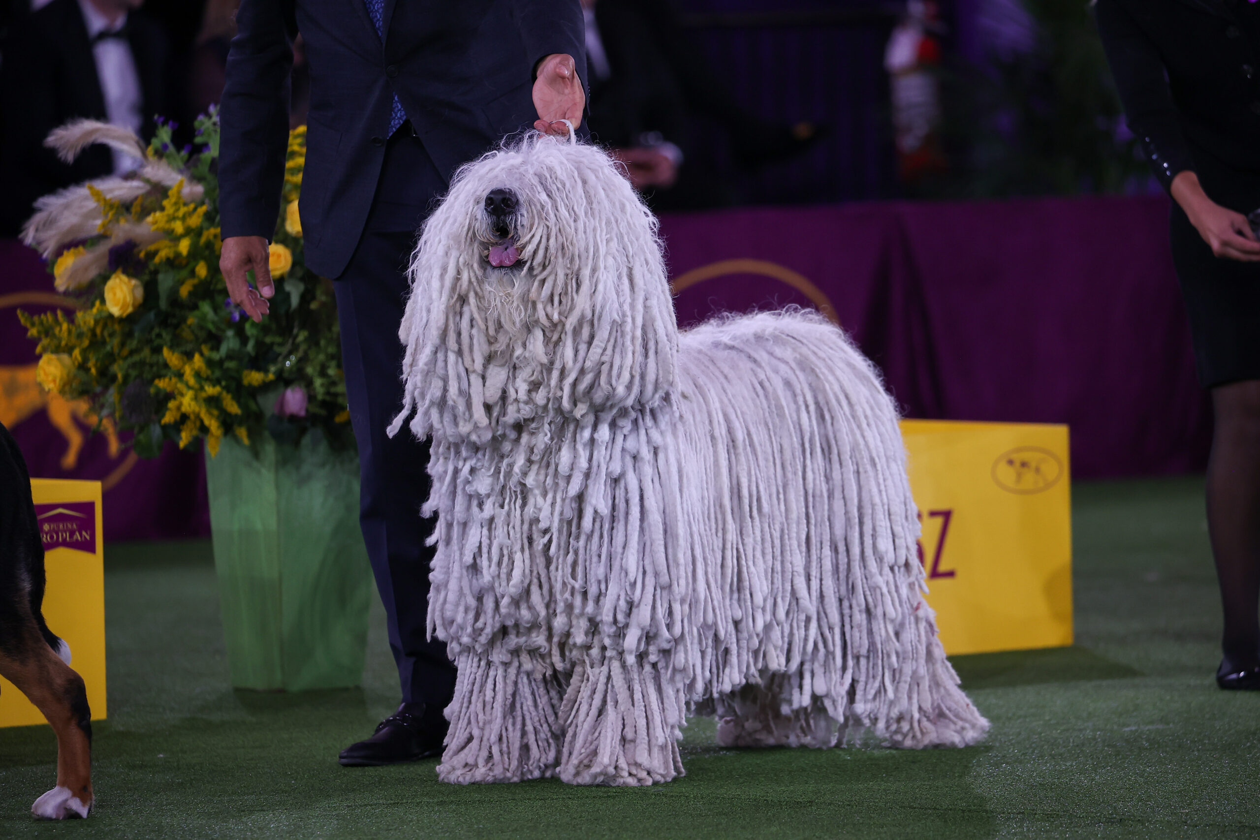Discover What Channel is Westminster Dog Show On?