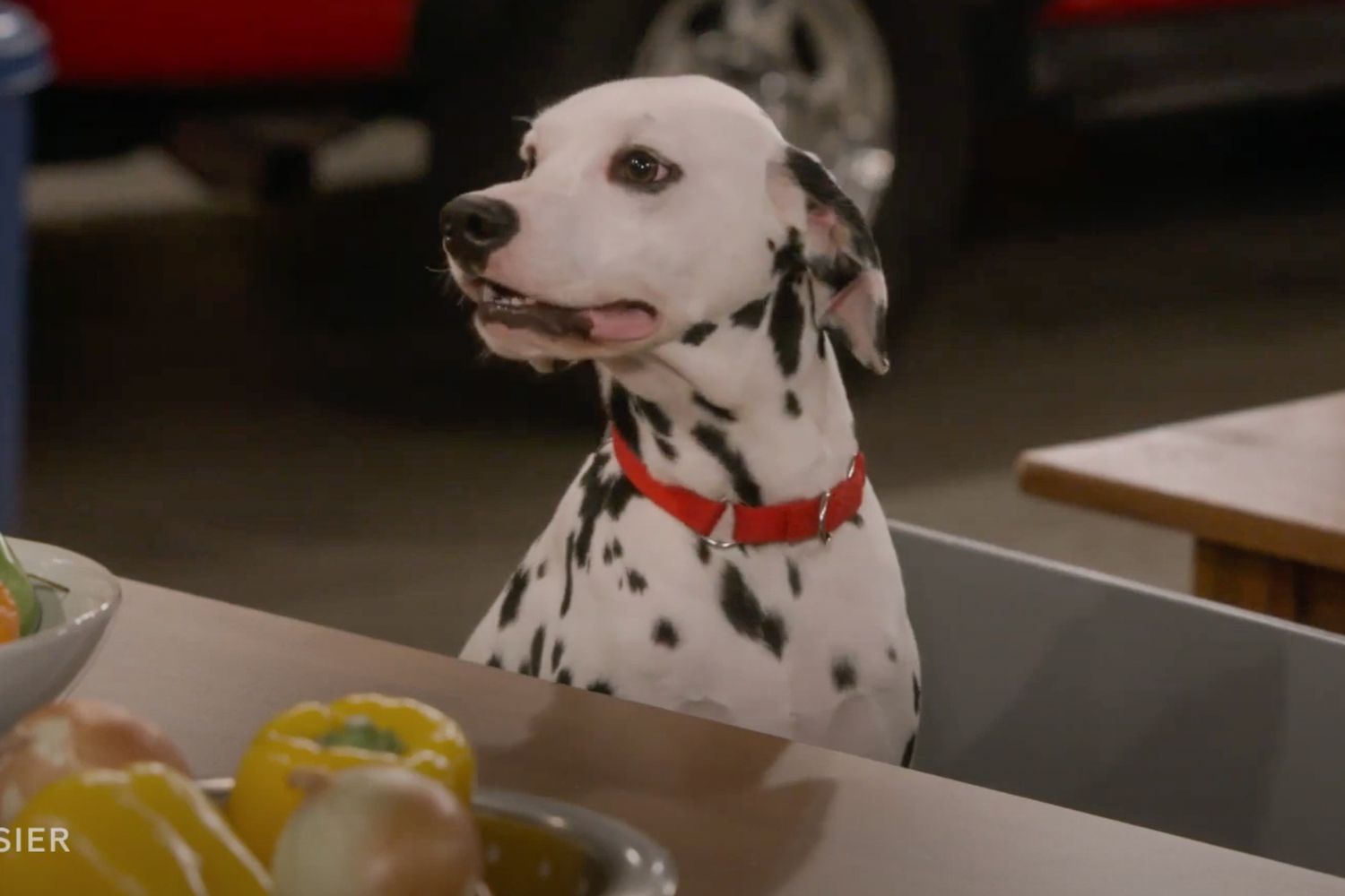 Frasier Show Dog Unraveling the Canine Star of the Small Screen Dog