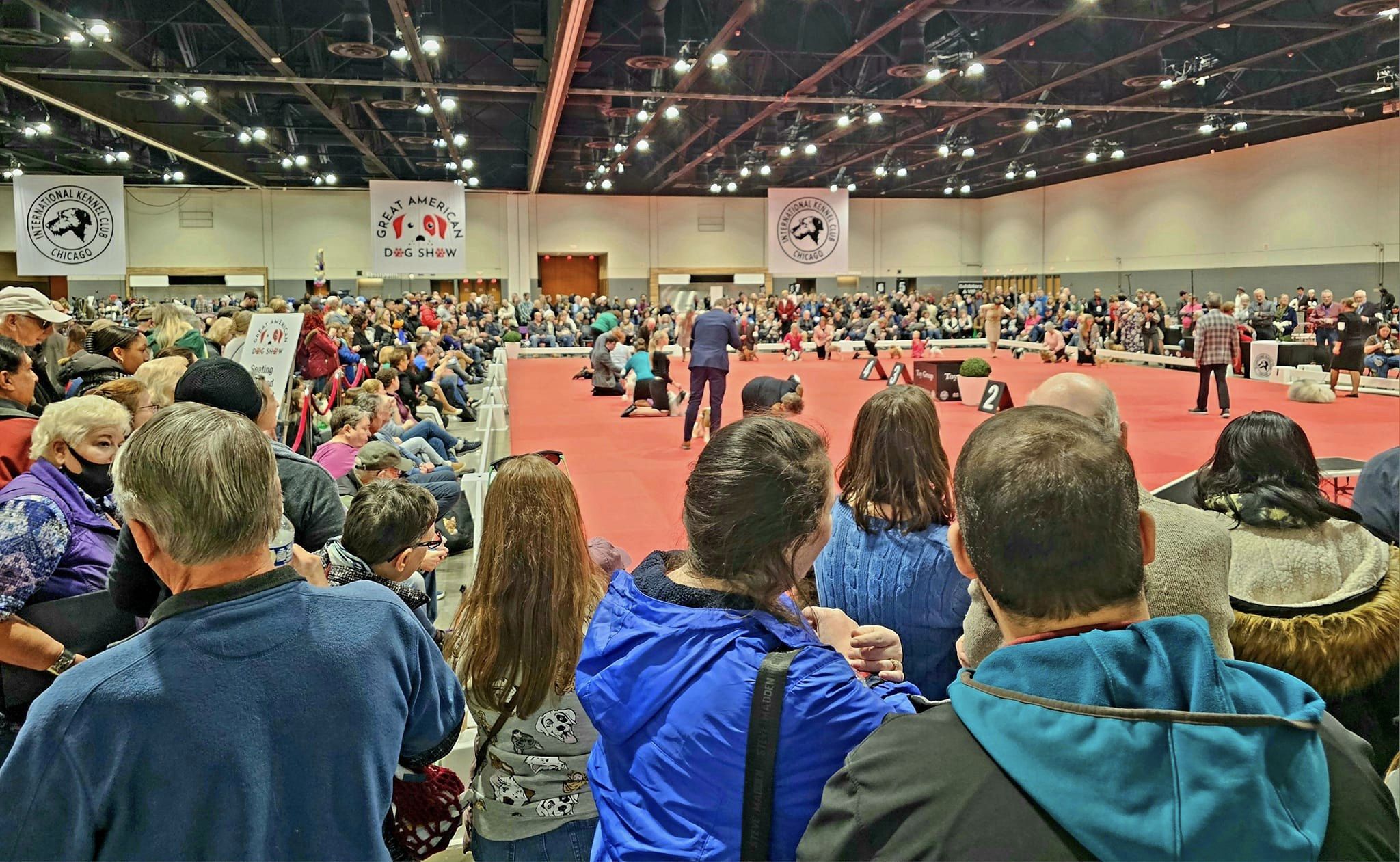 The Ultimate Guide to the Great American Dog Show in Schaumburg A Canine Extravaganza!