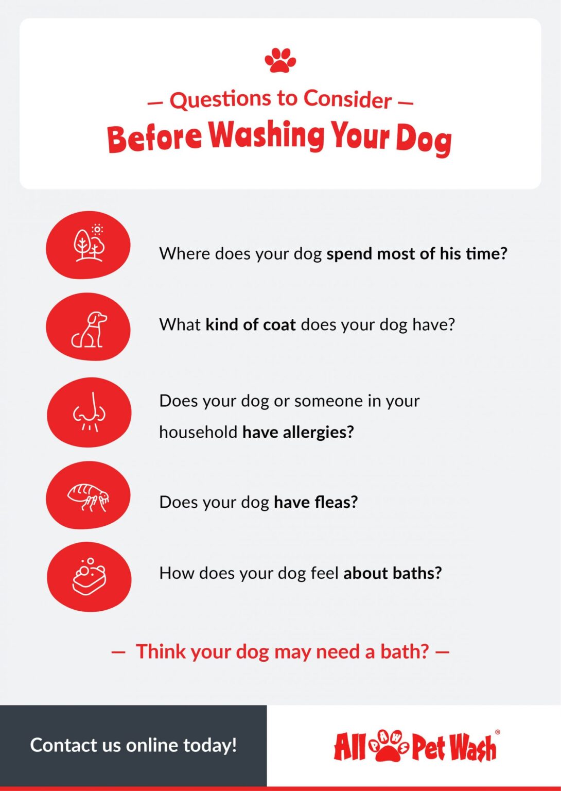 Pet Hygiene 101 How Often Should You Shower a Dog?