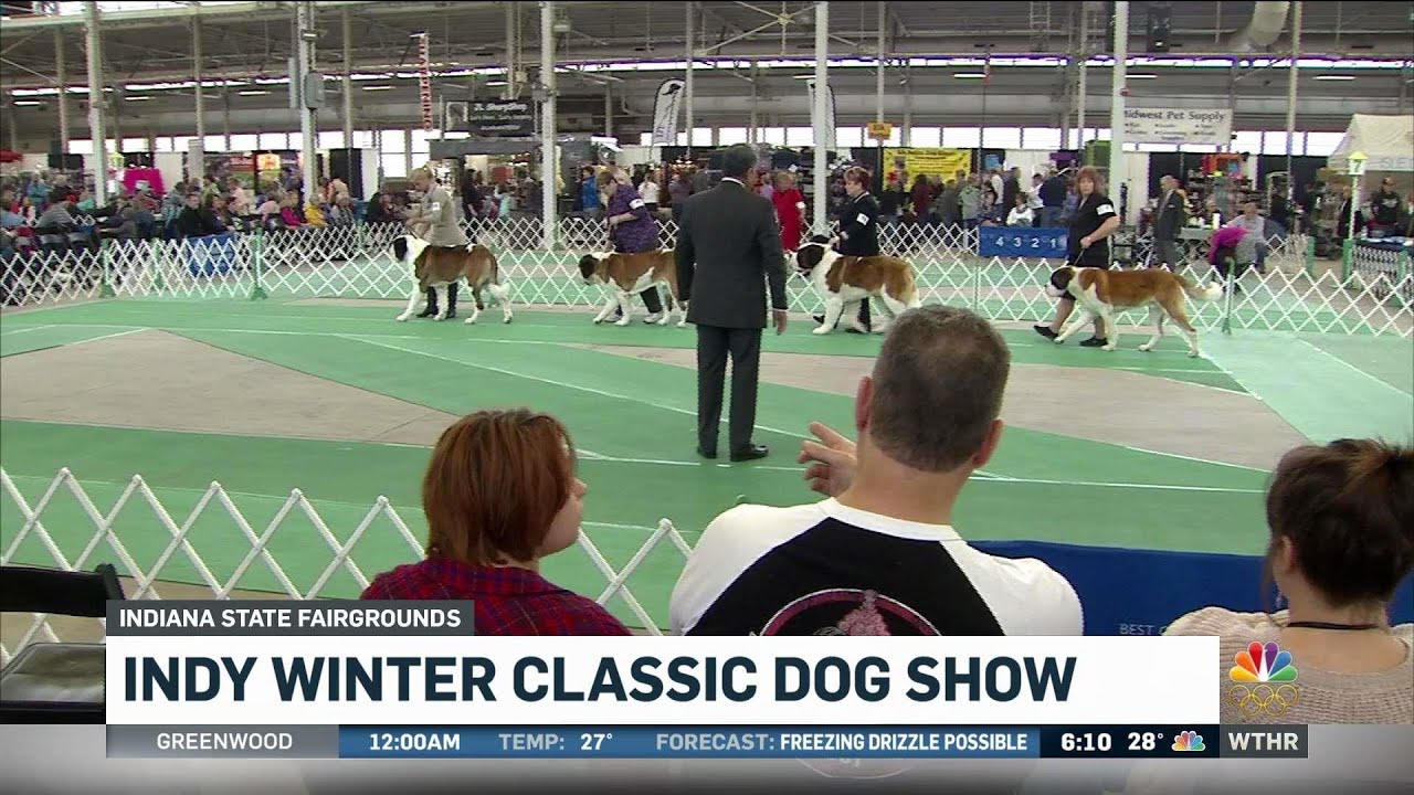 Barking Up a Storm The Indianapolis Dog Show Unleashed!