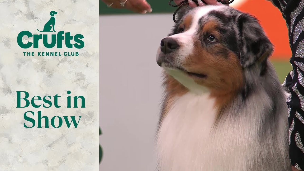 2025 Westminster Dog Show Shines Spotlight on Australian Shepherd