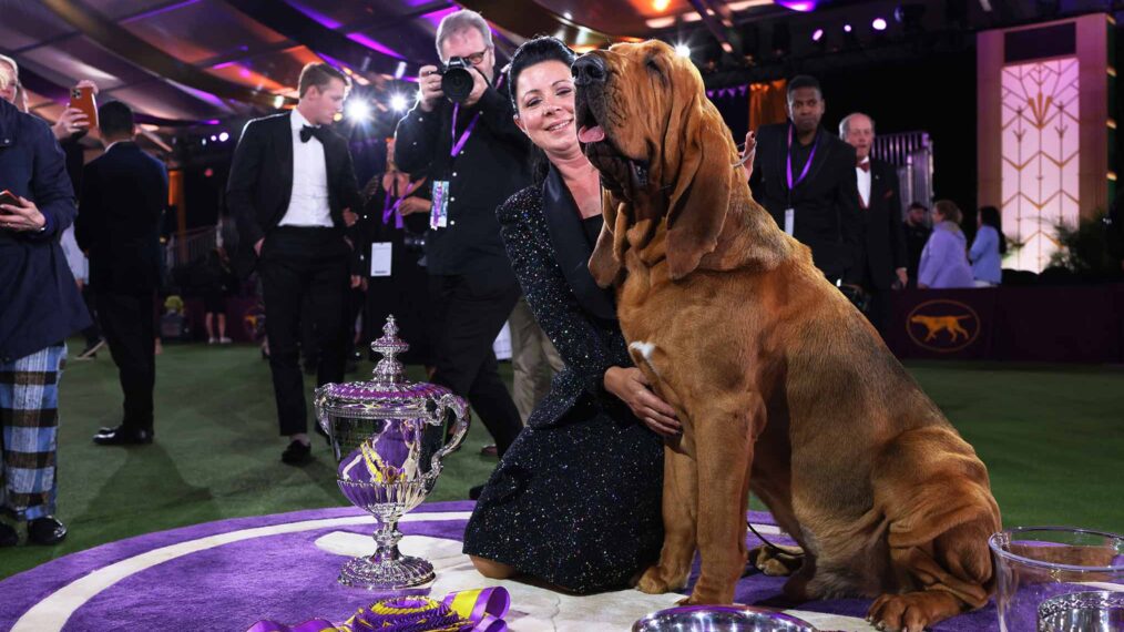 2025 Westminster Dog Show TV Coverage Where to Watch the Prestigious