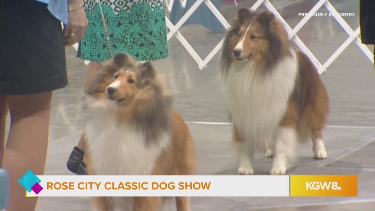 Unleashing Excitement The Portland Rose City Classic Dog Show Revealed!