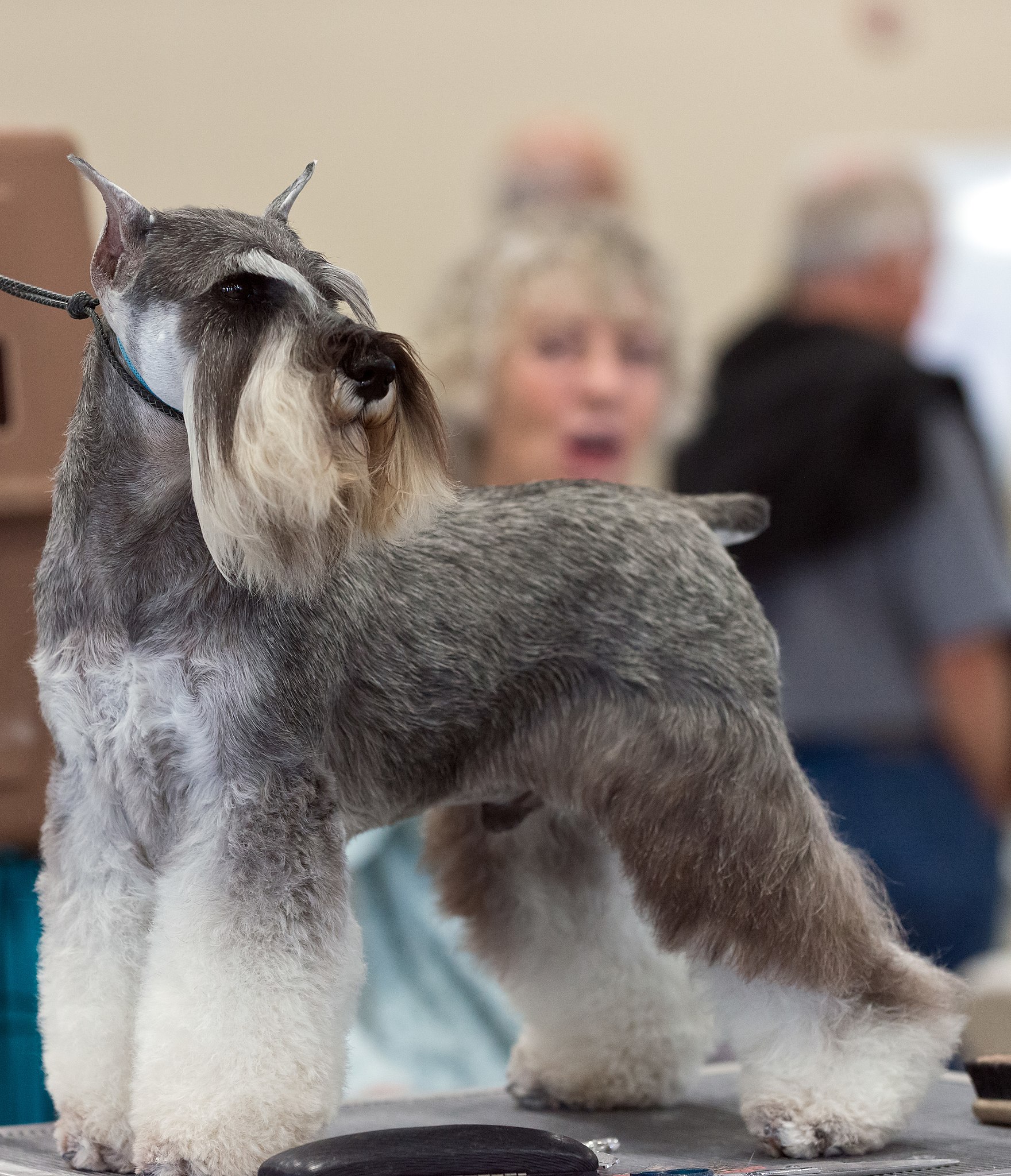 Unleashing the Brilliance of the Schnauzer Show Dog: A Pawsome Showcase!