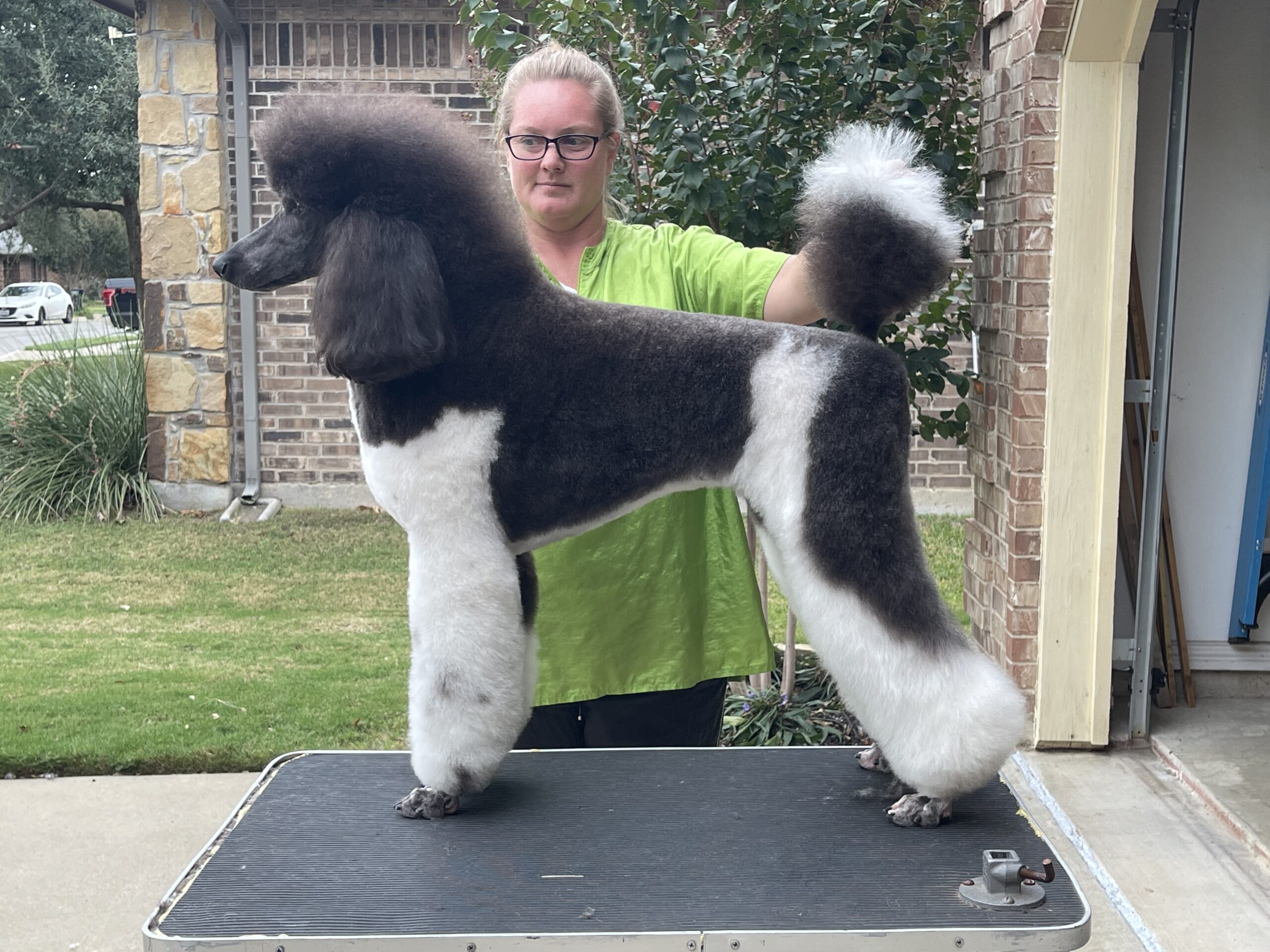 Unleashing Excellence The Standard Poodle Show Dog Guide