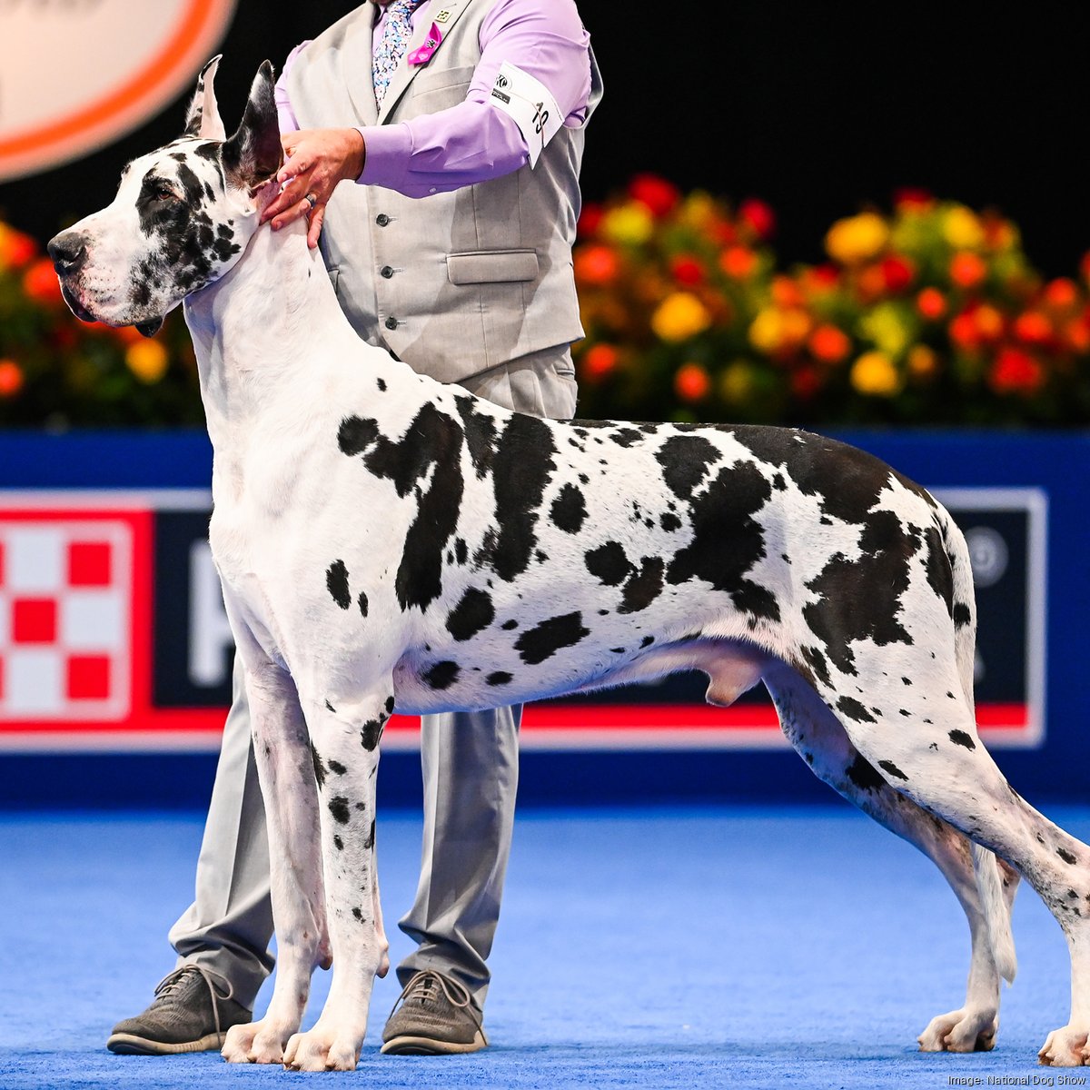 Unleashing Greatness at the Westminster Dog Show 2025 The Great Dane