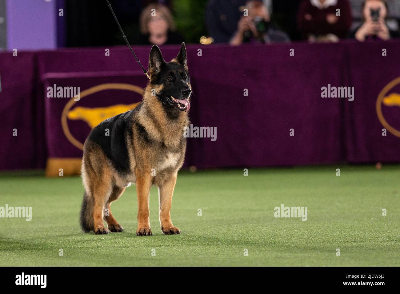 2025 Westminster Dog Show Group Winners Unveiling the Top Canine