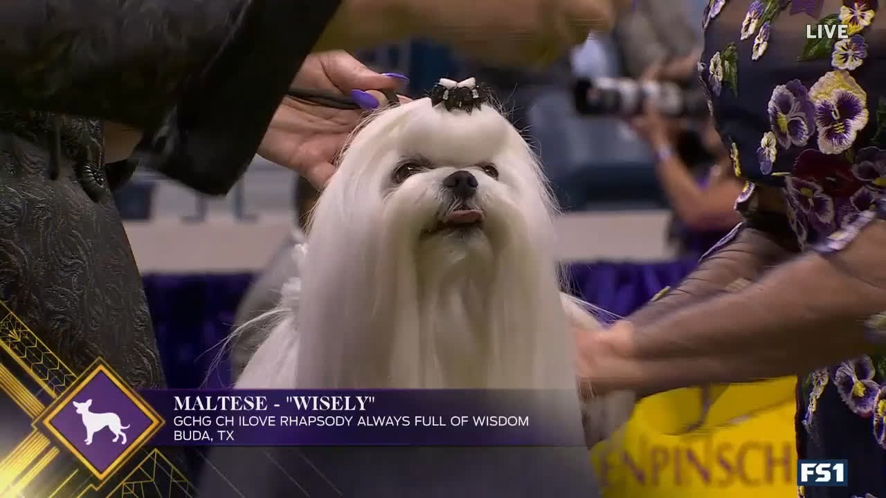 Unleashing the Charm Westminster Dog Show Toy Group 2025 Spotlight