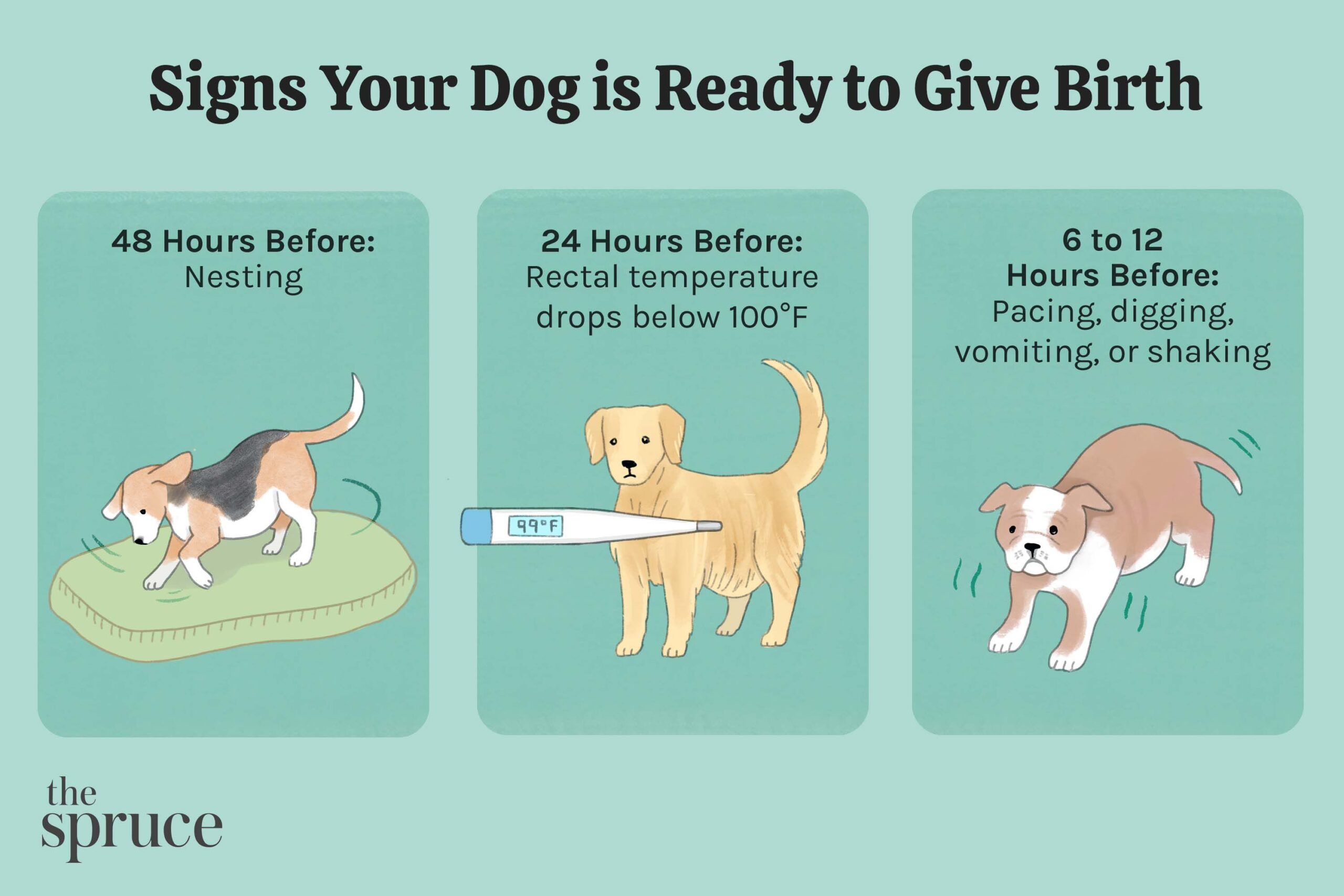 when-does-a-dog-start-showing-signs-of-pregnancy-a-canine-maternity