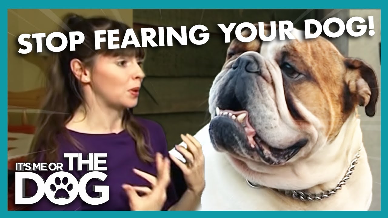 Mastering Canine Communication: How to Show a Dog Dominance - Dog Show TV