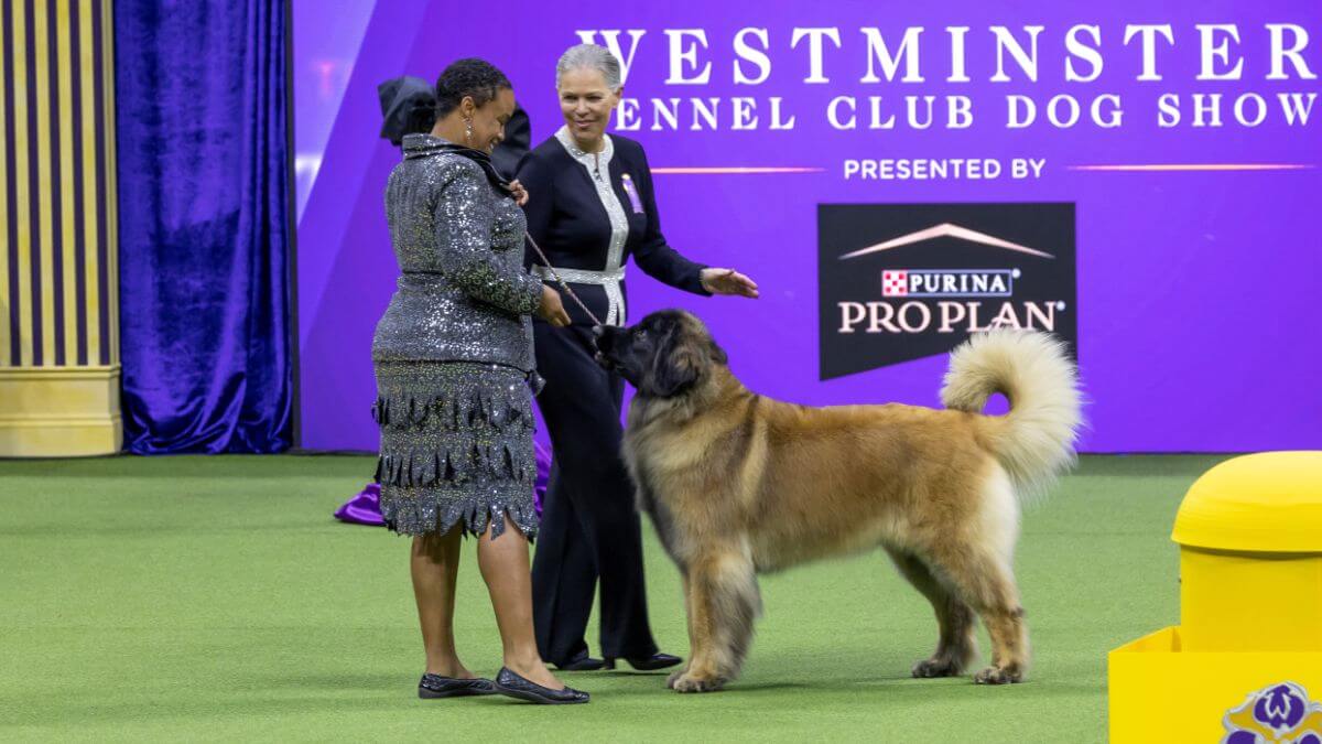 Announcing the Champion Who Won the Westminster Dog Show 2025?