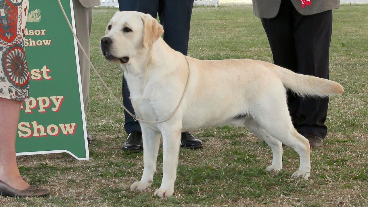 Unleashing Excellence: The Labrador Show Dog Guide - Dog Show TV