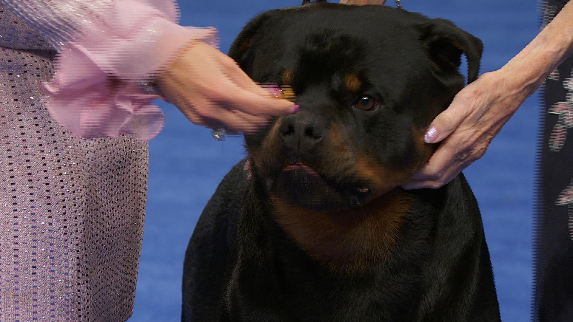 The Rottweiler Reign: Dominating the Dog Show Circuit - Dog Show TV