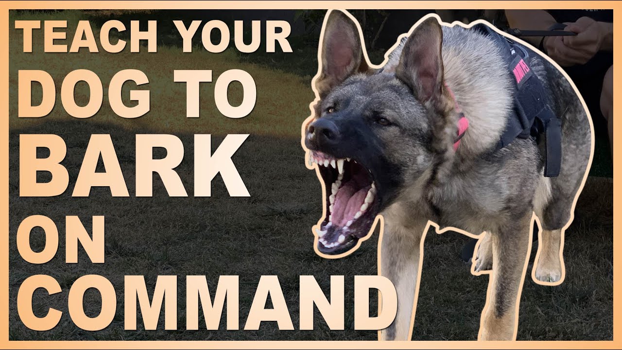 View of Show Me a Dog Barking: Unleashing the Power of Canine Communication ...