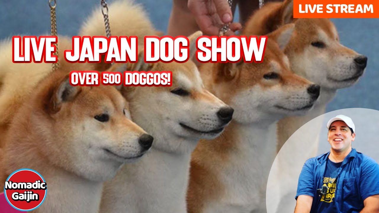 Unleashing The Ultimate Guide To Stream Dog Shows: How To Watch And