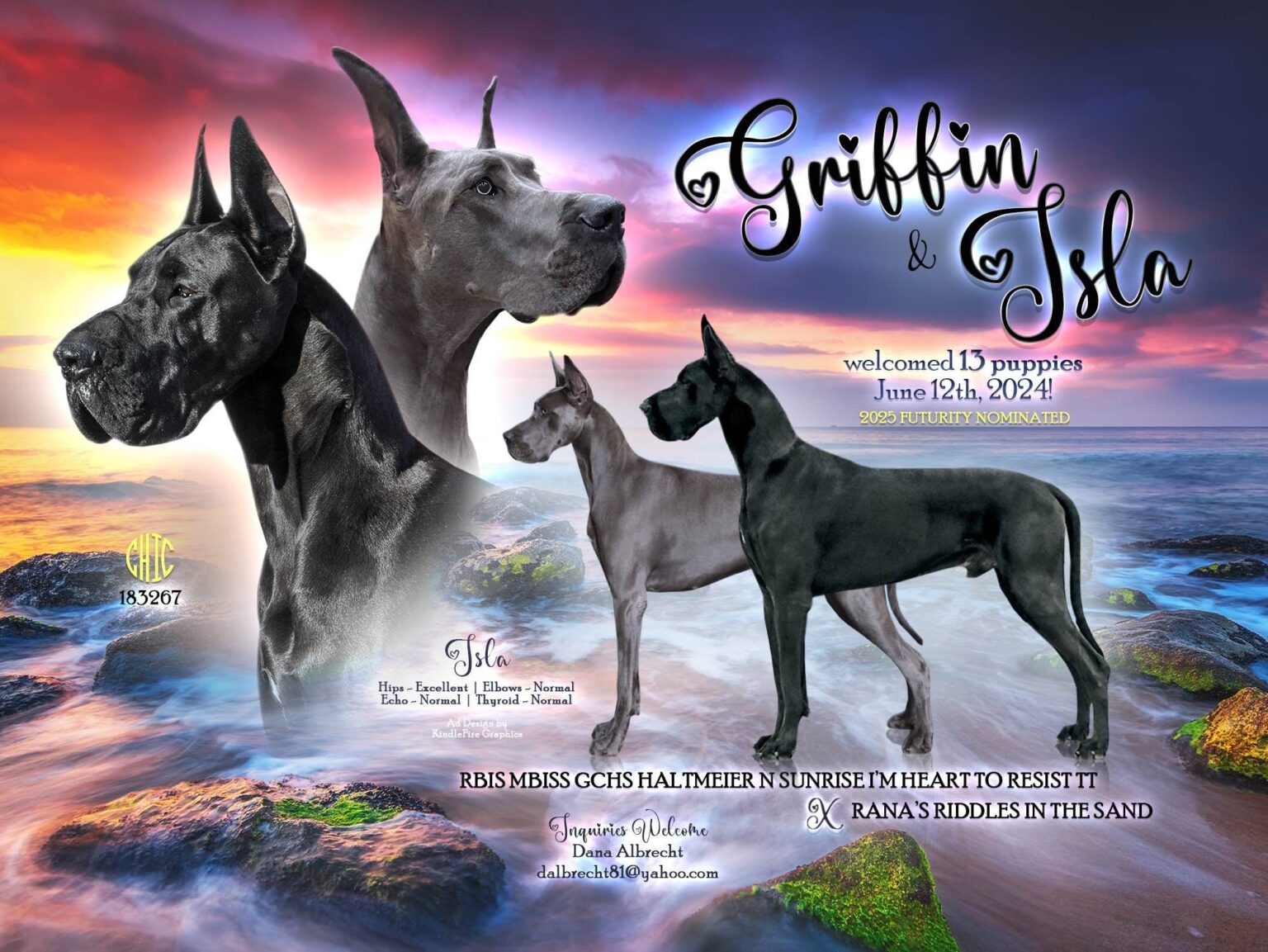 Unleashing Greatness Dog Show 2025 featuring Majestic Great Dane Breeds