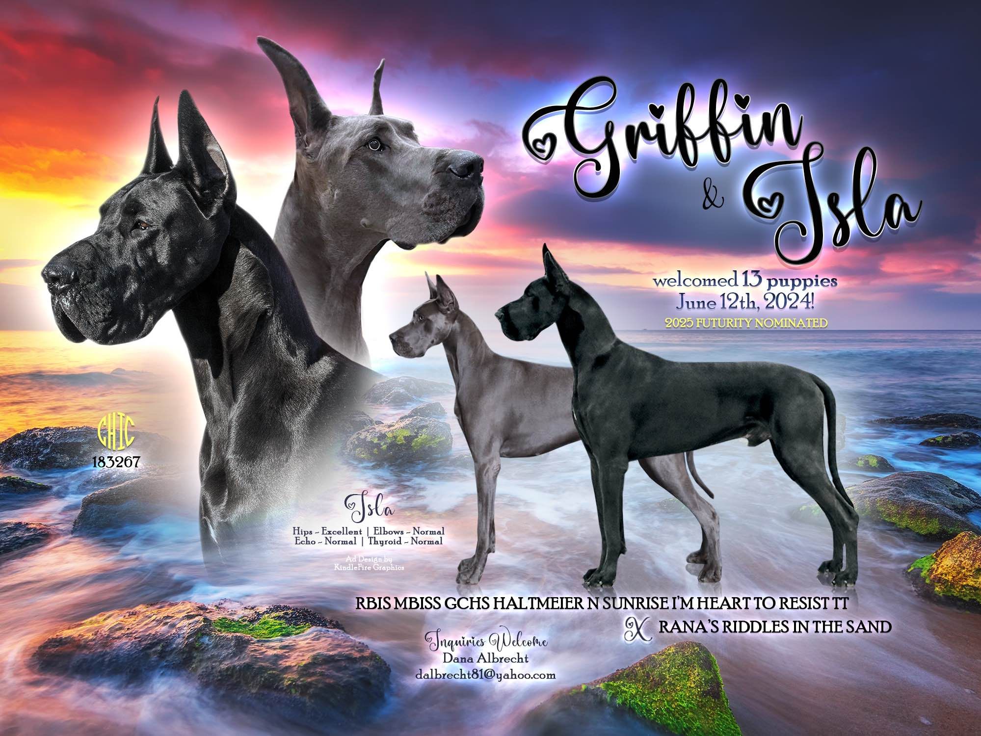 Unleashing Greatness Dog Show 2025 featuring Majestic Great Dane