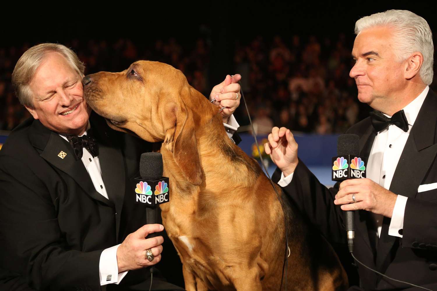 Unveiling the Winners of the Dog Show Thanksgiving 2025 Who Took Home