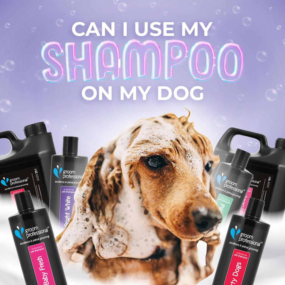 Can You Shower a Dog with Human Shampoo? What You Need to Know Dog
