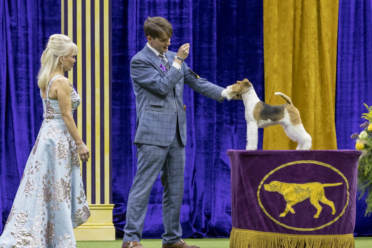 How Can I Watch the Westminster Dog Show A Guide for Dog Lovers