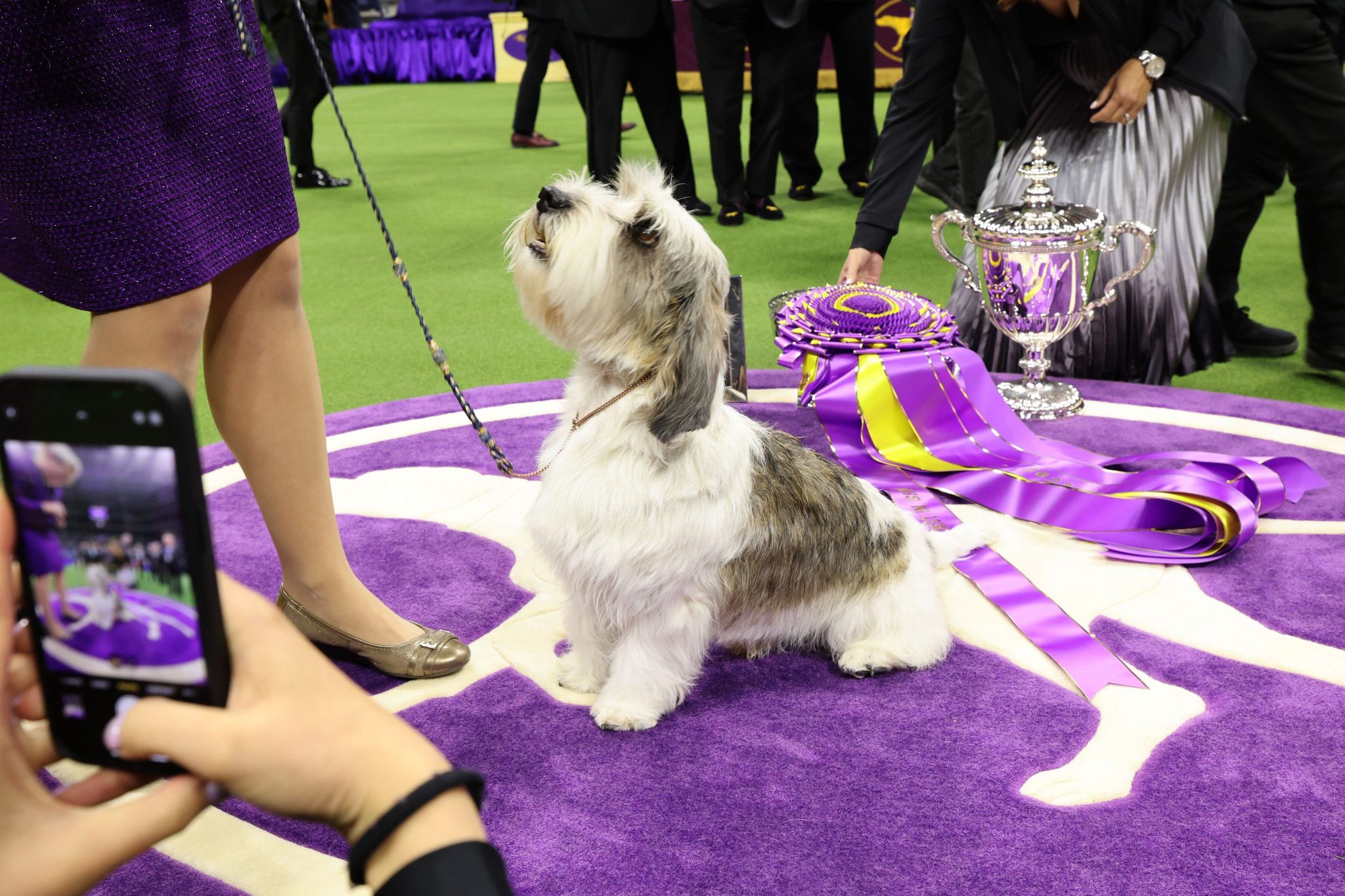 The Essential Guide to the Channel of Westminster Dog Show Everything