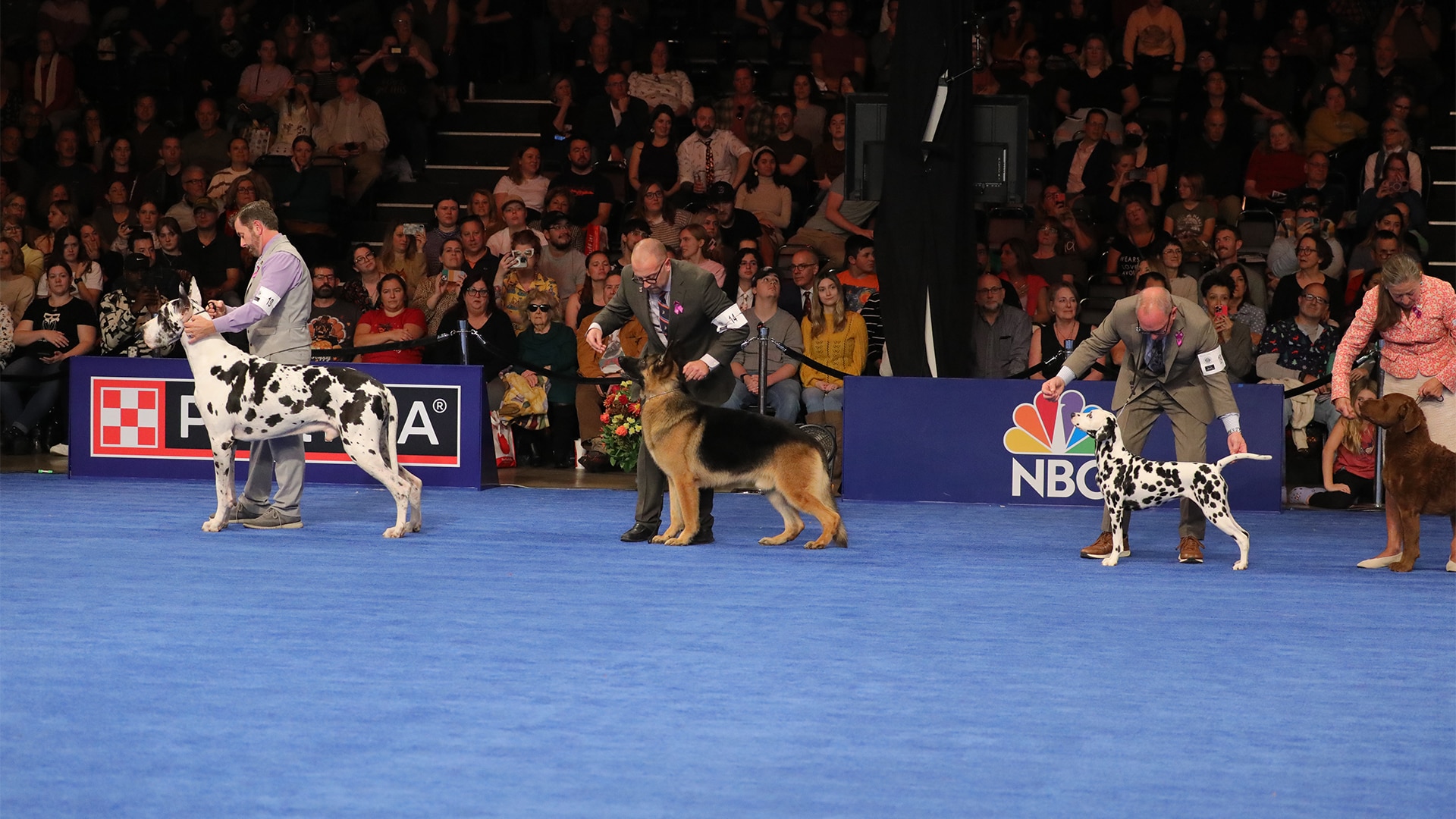 Dog Rising Shows Watch the National Dog Show Live: A Tail-Wagging Spectacle! - Dog Show TV