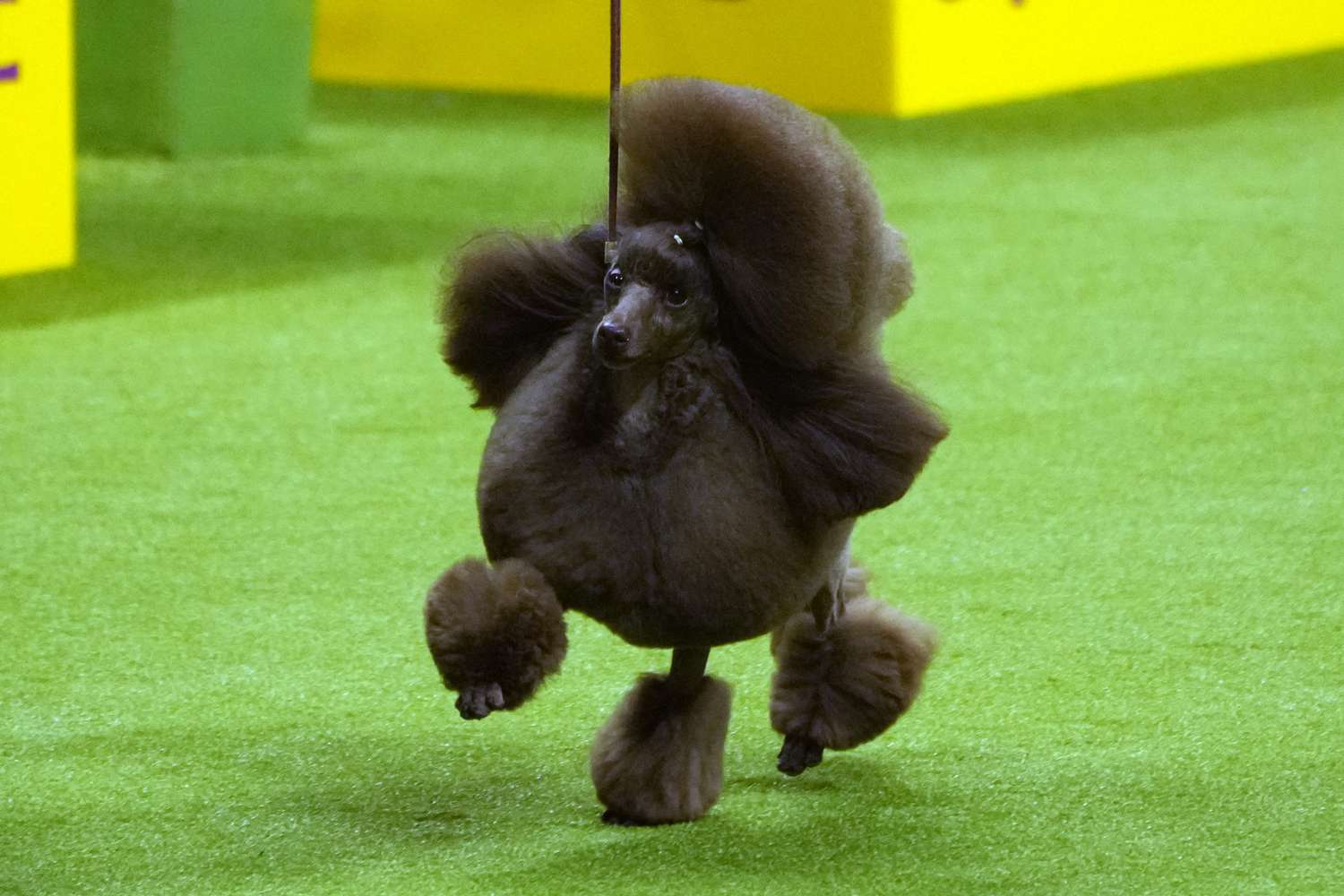 Unveiling the Westminster Dog Show Winners 2024 Who Will Reign Supreme