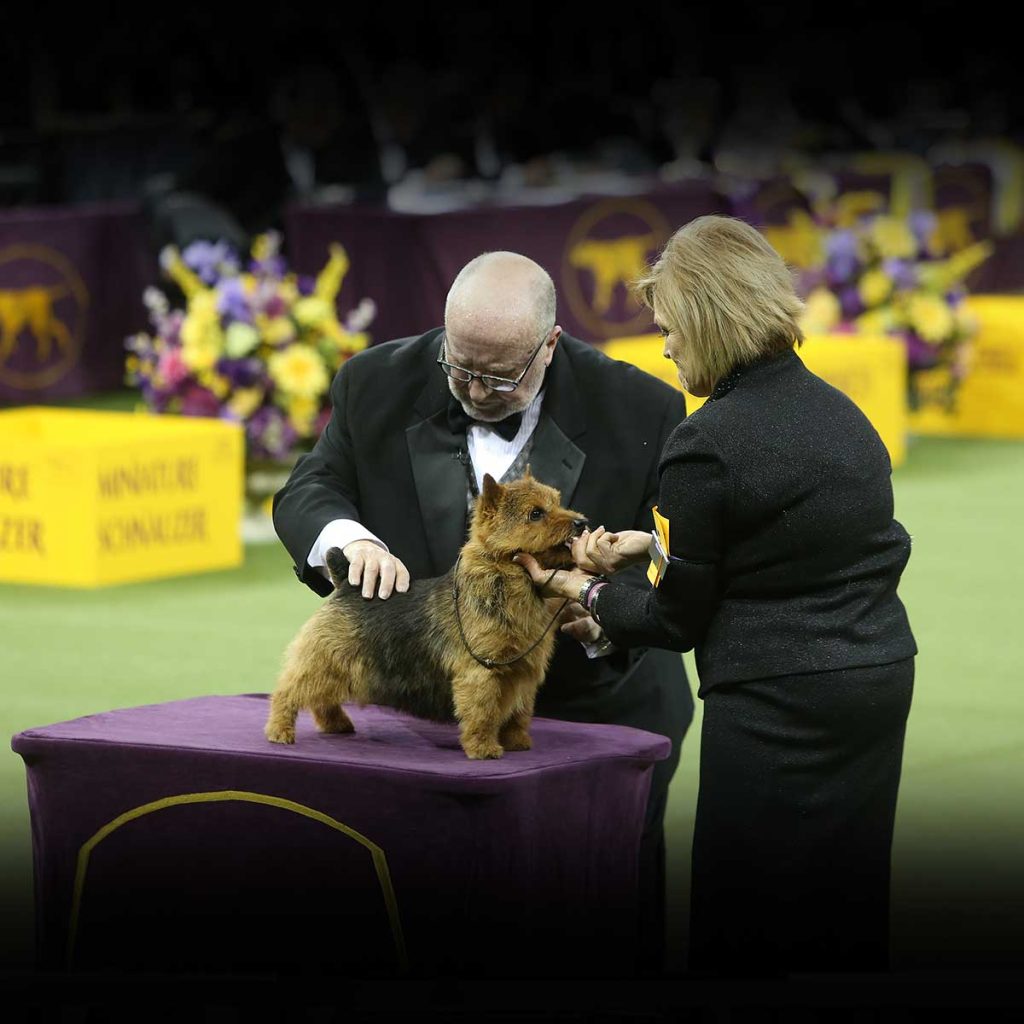 Meet the Winner of the 2025 Westminster Dog Show A Canine Champion