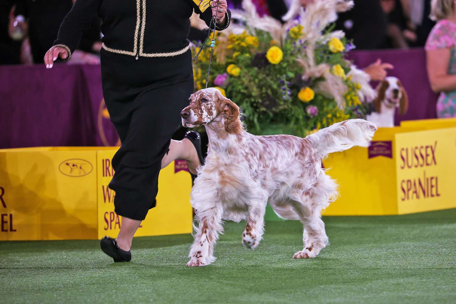 The Top Dogs Winners of Westminster Dog Show 2025 Revealed! Dog Show TV