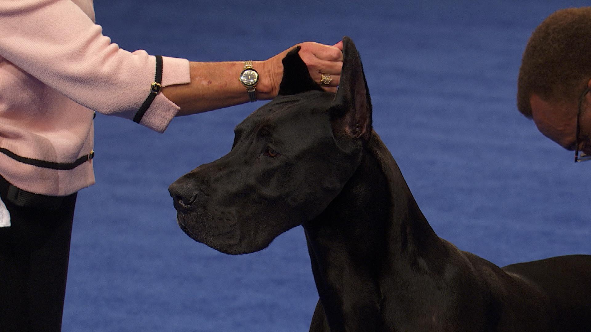Unleashing the Pawsome Power of the Dog Show Great Dane Dog Show TV