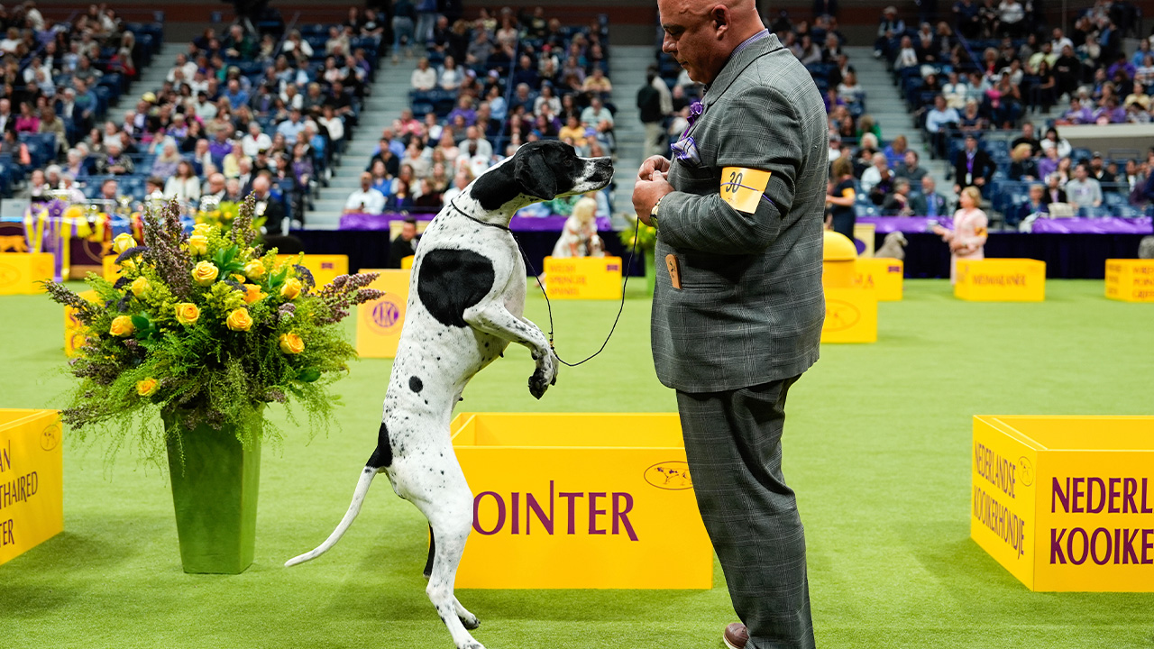 Ultimate Guide to the Dog Show Madison Square Garden 2025 Unleashing